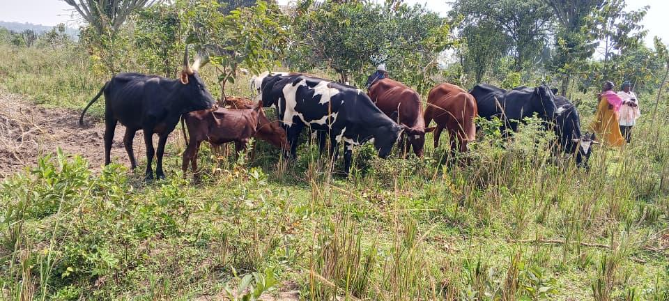 Police Recover 19 Stolen Cattle in Nakaseke 