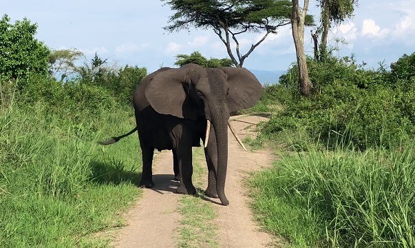 Stray Elephant Sparks Fear Among Kamwenge Communities