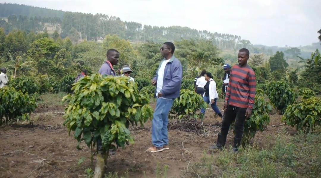 Buganda, Cafe Africa Boost Coffee Farming in Ssingo County