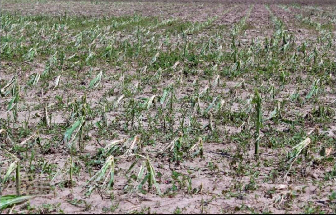 Hailstorm Leaves Oyam Farmers Counting Heavy Losses