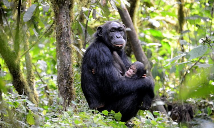 Bwindi Census Confirms 426 Chimpanzees