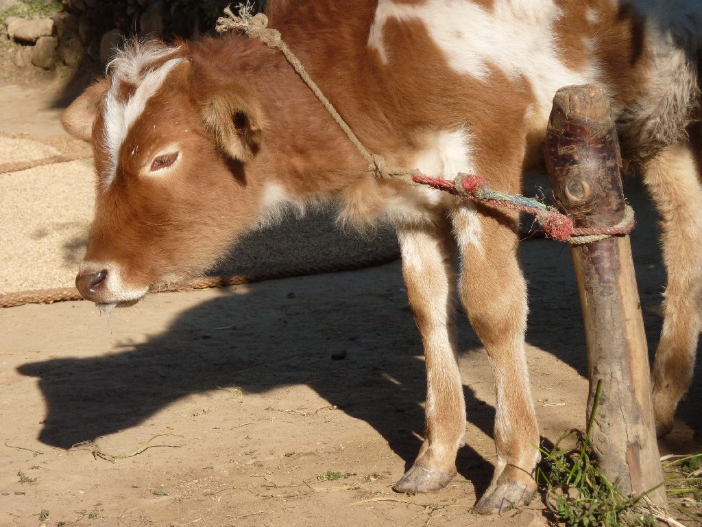 Over 1,800 Livestock Vaccinated Against Foot and Mouth Disease in Kagadi