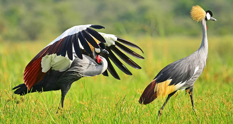 Fears Grow for Iconic Crested Crane as Habitat Loss Drives Sharp Decline