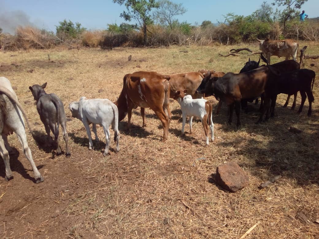 UPDF Recovers Stolen Cattle, Neutralises Suspected Rustlers in East Acholi Operation