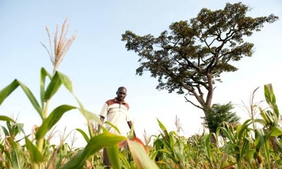 Masindi farmers urged to adopt alternative crops as striga weed ravages maize farms