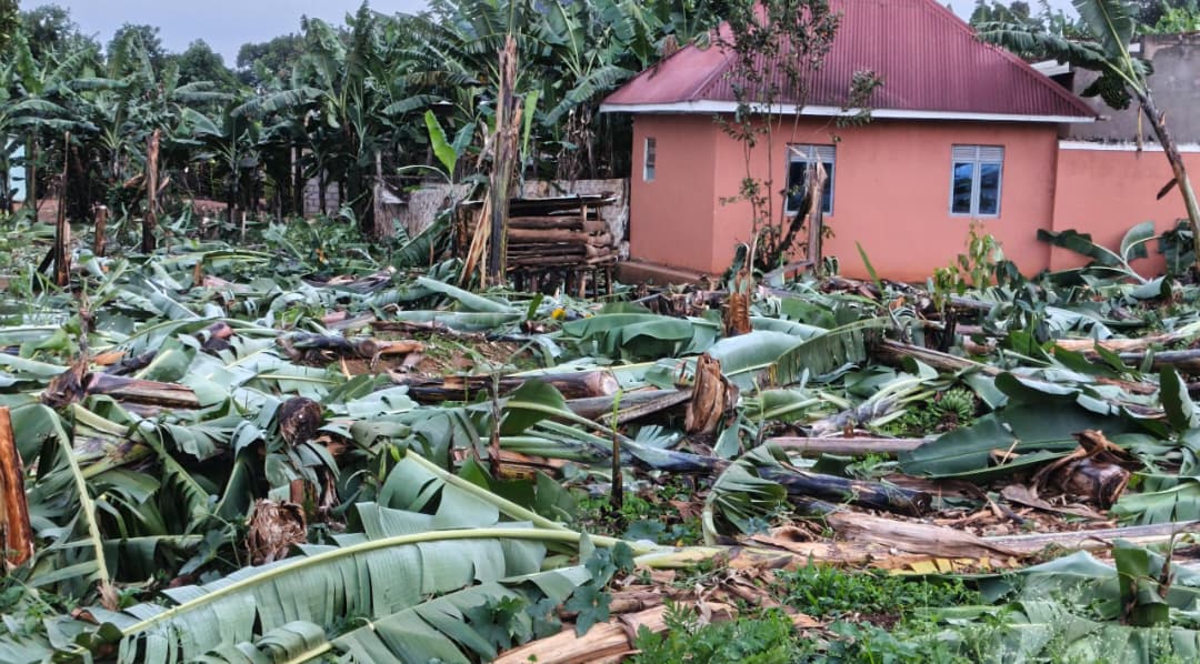 Banana Plantation Destroyed in Suspected Land Dispute in Ibanda