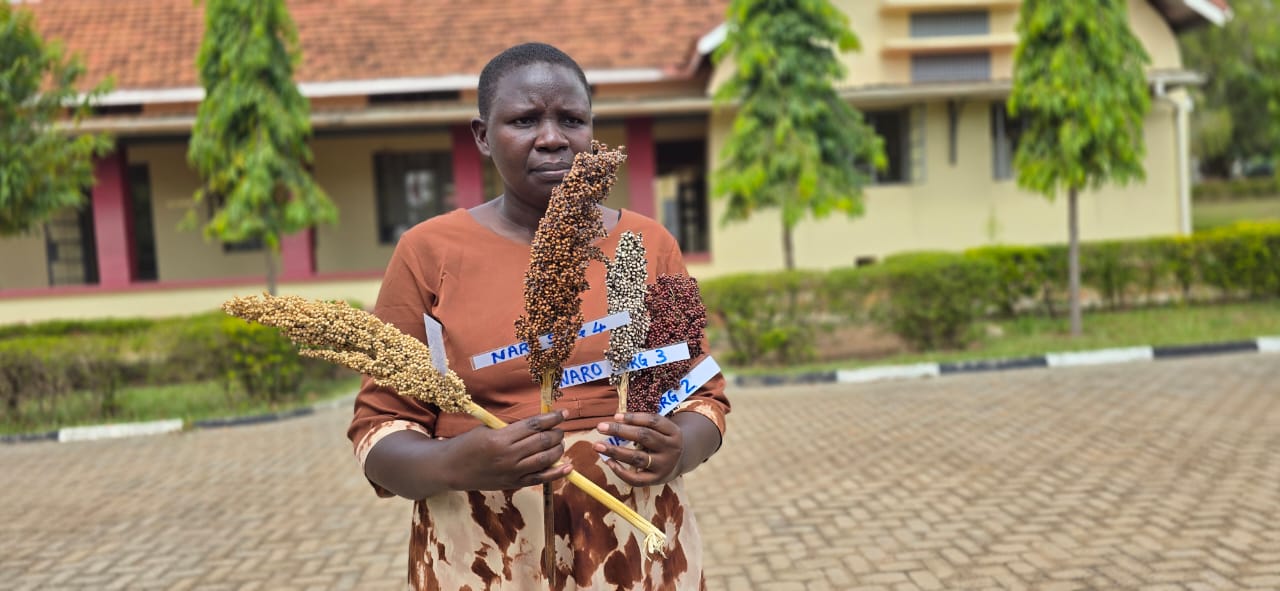NaSARRI Unveils Four Climate-Resilient Sorghum Varieties to Combat Hunger in Dry Areas