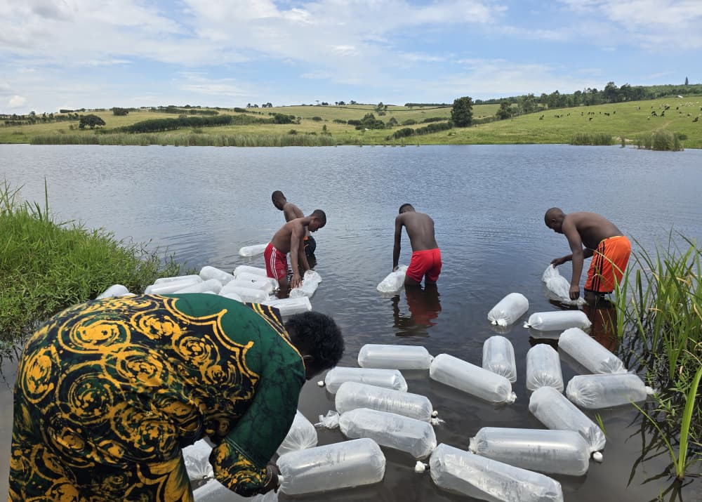 Ntungamo Sinks Shs45m into New Fish Stock