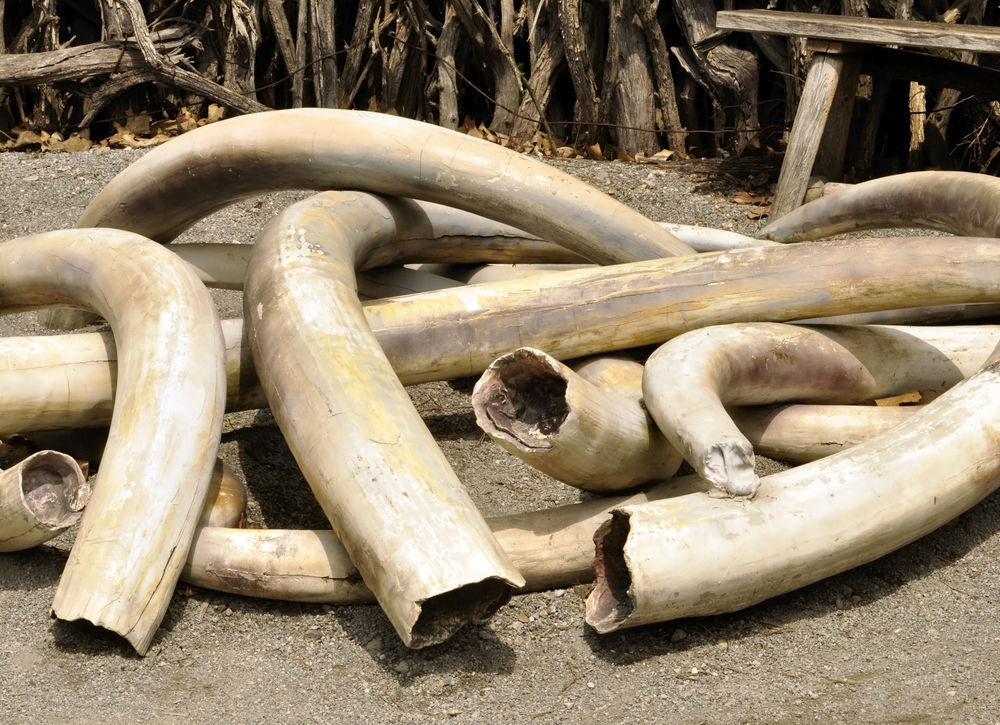 Ivory Trafficker Arrested with 154kg of Elephant Tusks
