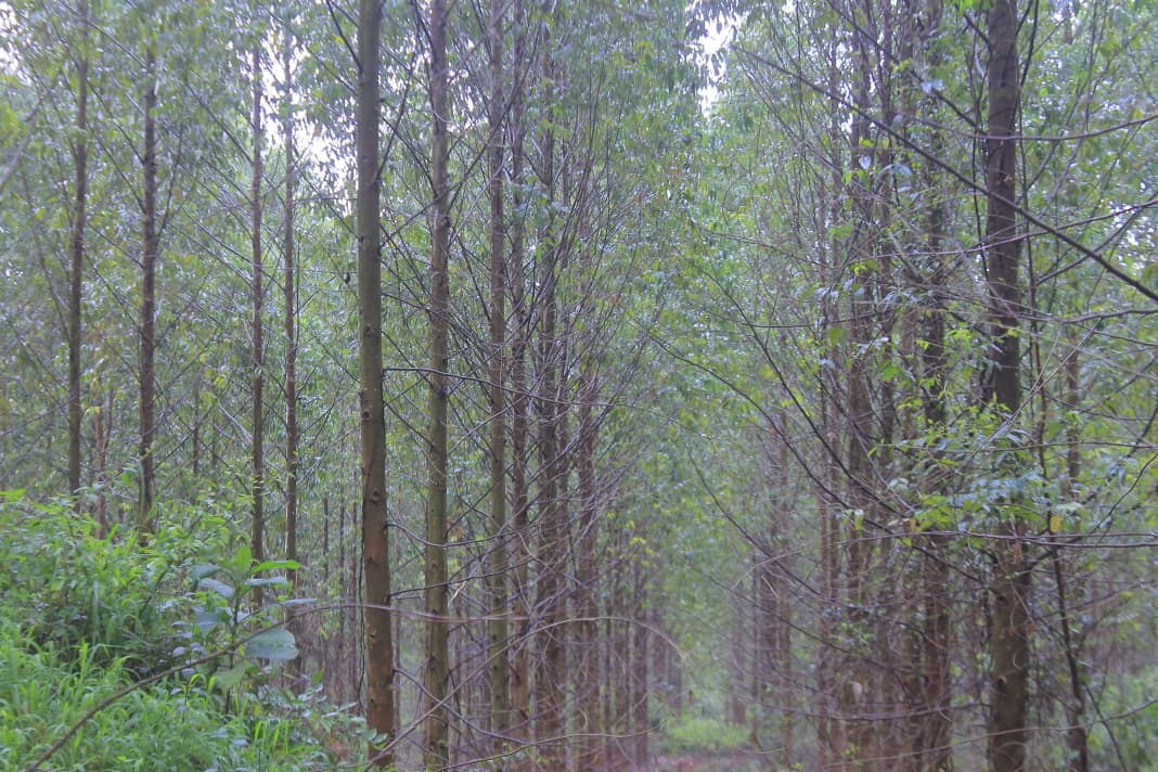 Tension Mounts in Nsowe Forest as Investors Clash with Pastoralists