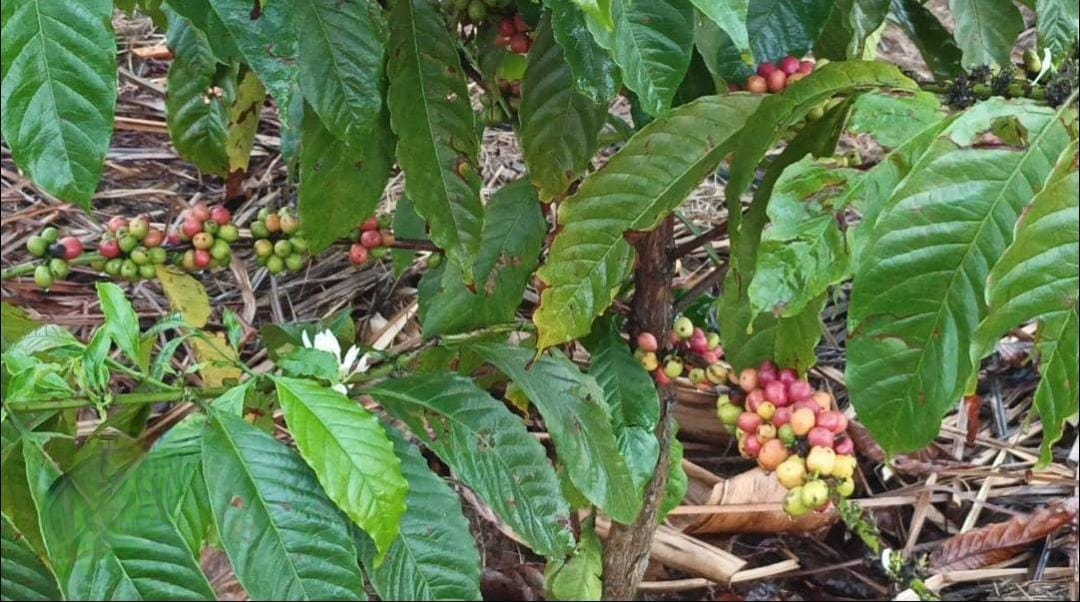 Experts Urge Farmers to Adopt Better Practices to Boost Coffee Productivity