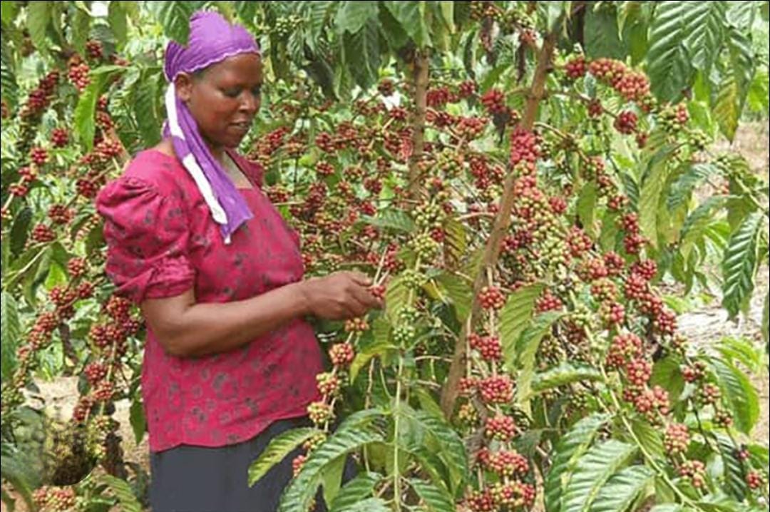 Government Trains Pader Farmers to Boost Coffee Production and Fight Poverty