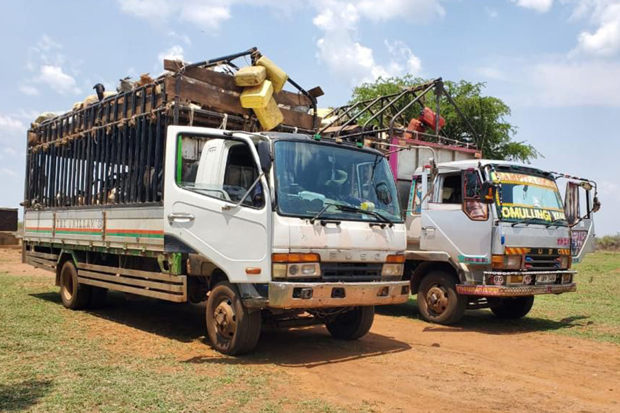 Police Impound Two Trucks Over Excess Livestock in Nakapiripirit Crackdown