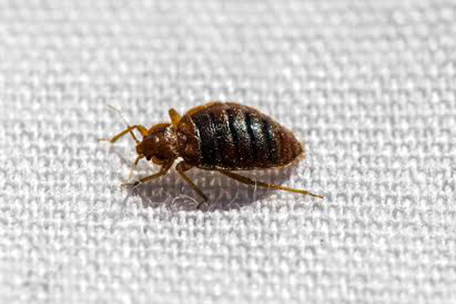 Scientists Discover Bed Bugs’ Greatest Fear, Potentially Shaping the Future of Pest Control