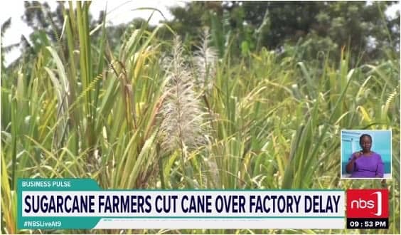 Namayingo Farmers Face Ruin as CN Sugar Factory License Delays Leave Cane Rotting in Fields