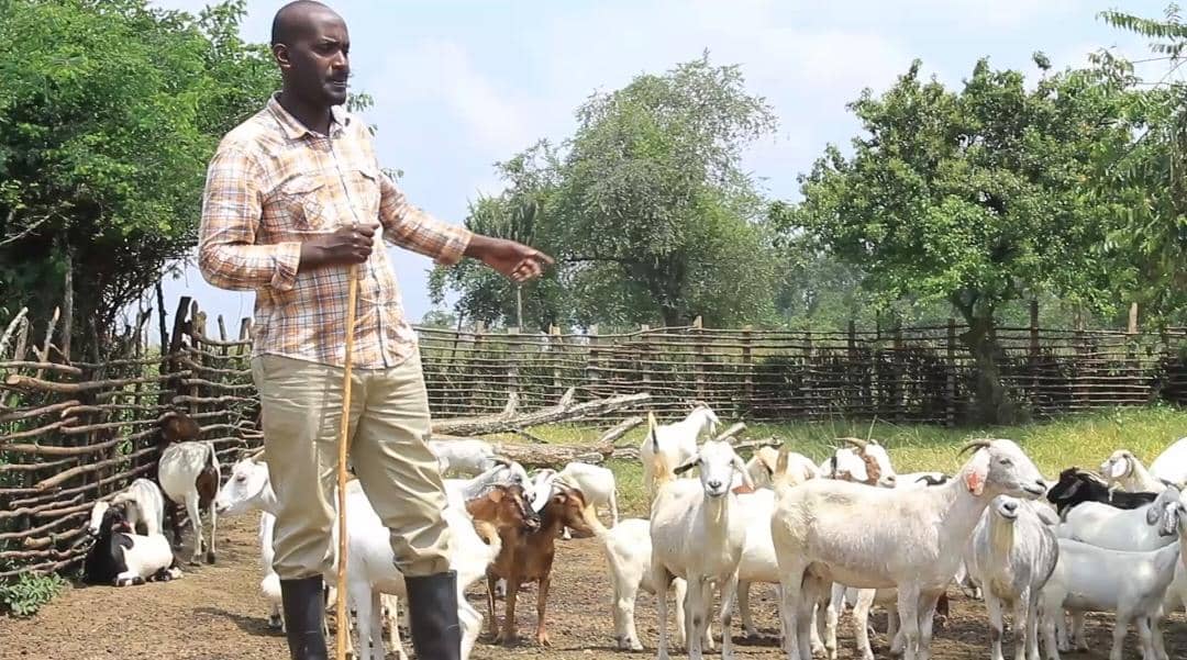 Sembabule Residents Call for Revival of Govt Goat Project