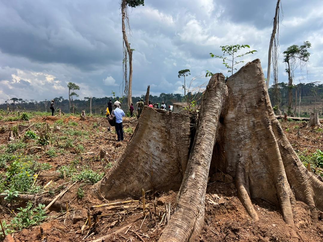 Environmentalists Worry for Nature Nature Bugoma Forest Faces Continued Encroachment