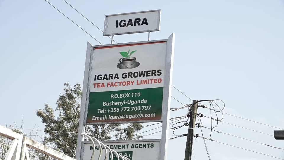 Igara Growers Tea Factory Shuts Down Amid Worker Strike, Financial Crisi