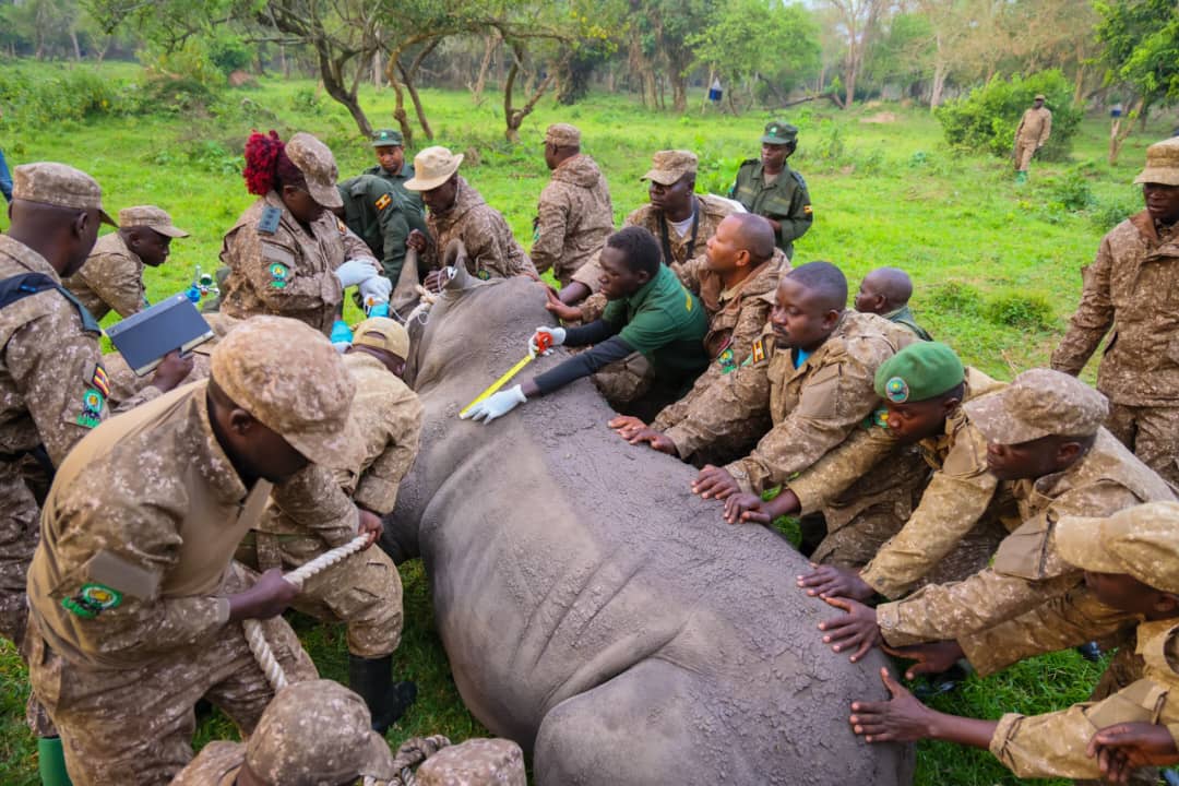 UWA Begins Historic Return of Rhinos to Kidepo Valley National Park After 43 Years
