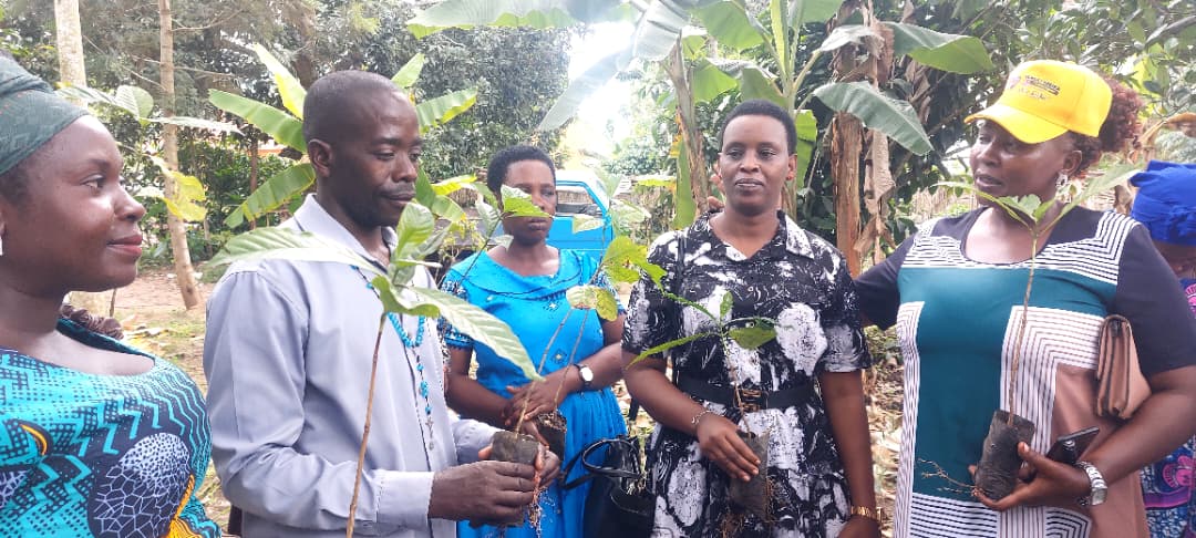 Over 100 Farmers Receive Coffee Seedlings in Gomba