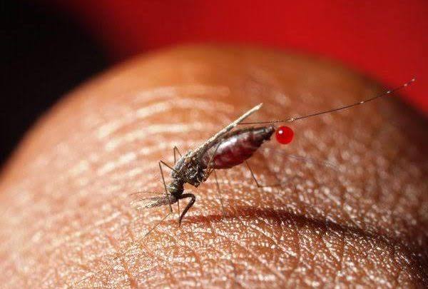 UBOS to Release Reports on Malaria, Vulnerable Children and Poverty