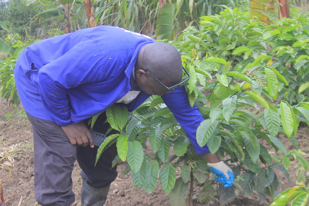 Gomba Coffee Farmers Fault Govt Over Market Failures