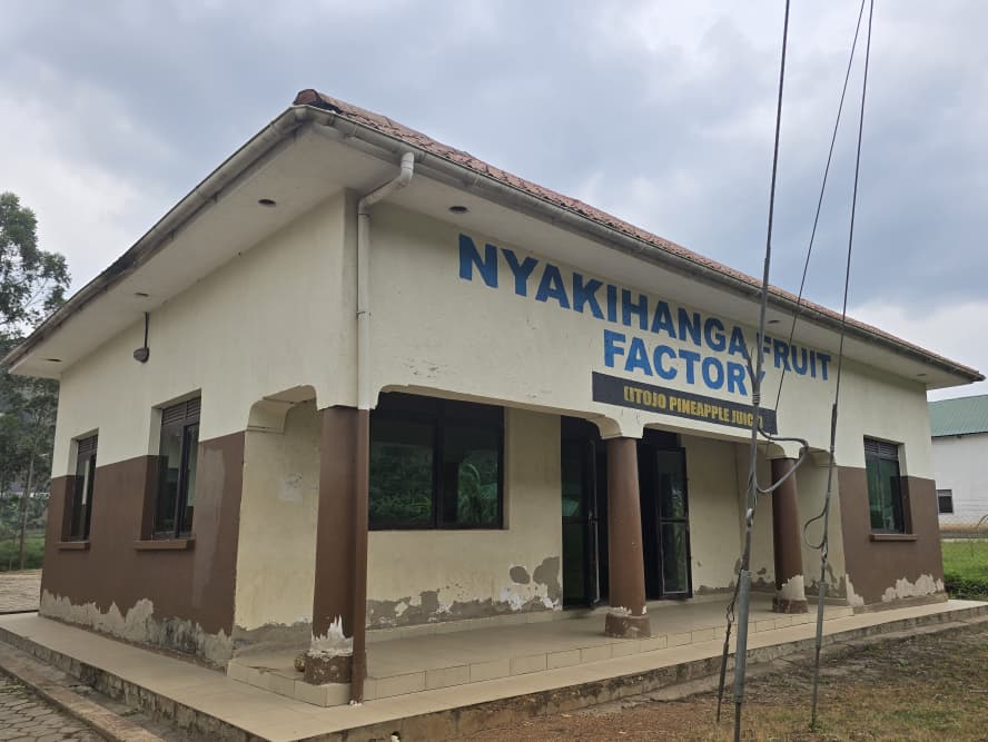 Ntungamo Pineapple Farmers Count Losses as Nyakihanga Factory Stalls