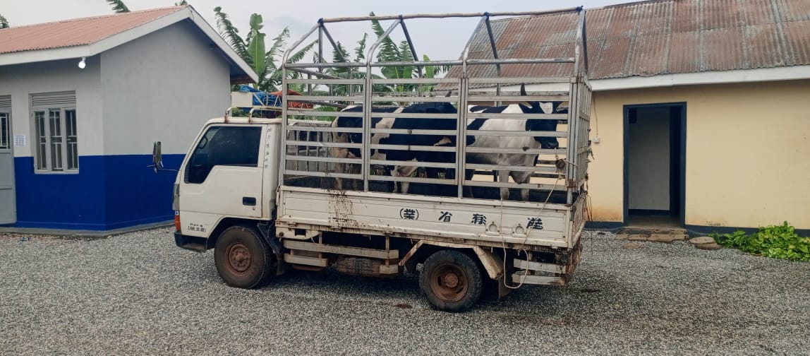 Police Arrest Three Suspected Cattle Thieves, Recover Stolen Animals in Mbarara