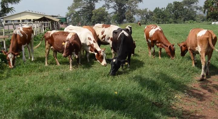 Over 100 Veterinary Officers Trained on Reducing Antibiotic Overuse in Livestock