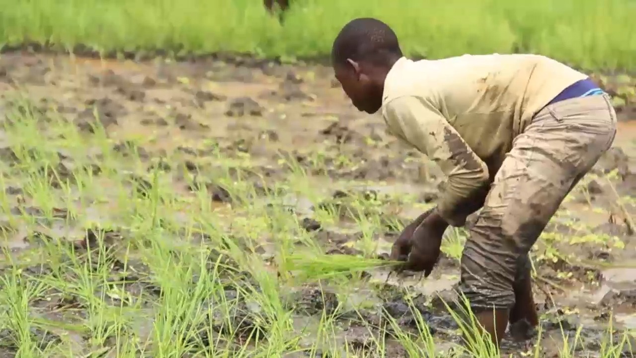 34% of Children in Busoga Still Trapped in Farm Labour – Report