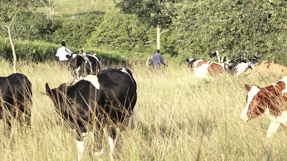 Ntungamo Imposes Foot-and-Mouth Disease Quarantine, Closes Livestock Markets for One Month