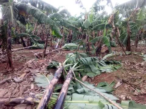 Hailstorm Ravages Homes and Gardens in Kiryanga, Kagadi