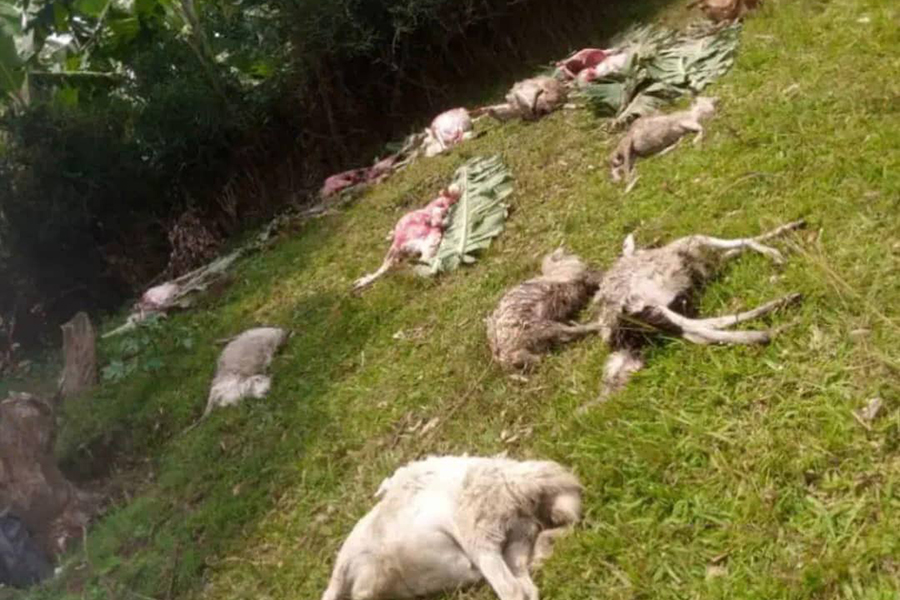Mysterious Animal Attacks Livestock in Ntungamo