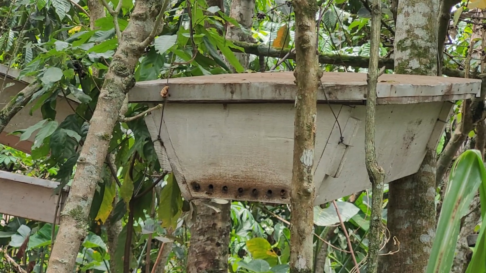Improved Beekeeping Transforms Livelihoods in Kayunga