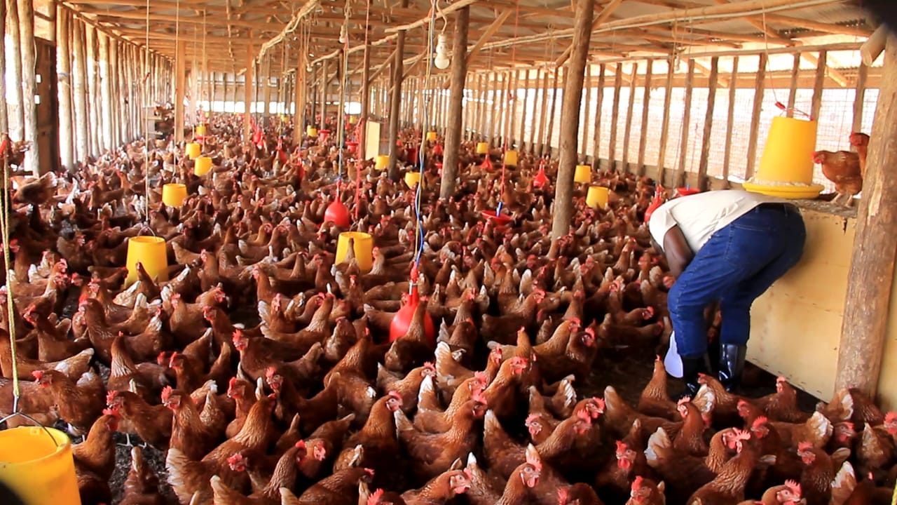 From Soil to Service: How Sserunjoji Is Redefining Leadership in Bukomansimbi