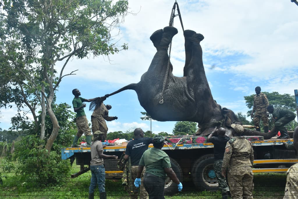 Stray Elephant Captured and Relocated to Kibale After Months of Chaos in Kamwenge