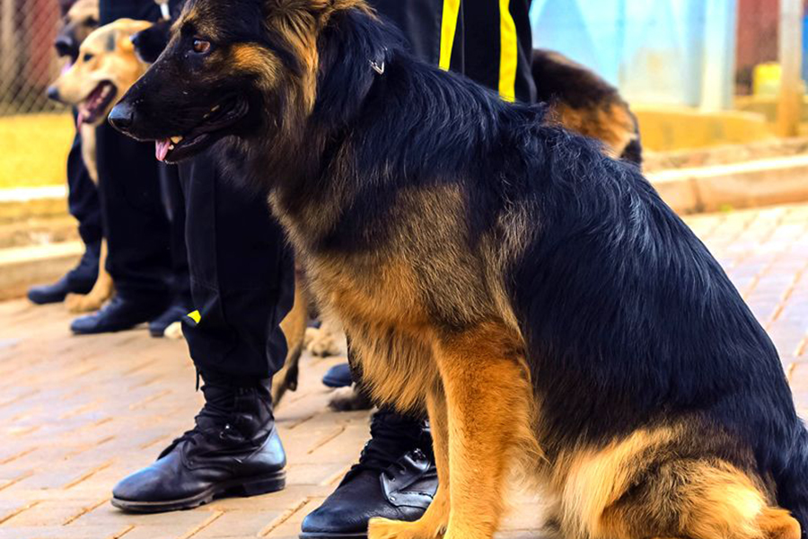 Police Probe Reports of Illegal Charges for Canine Services