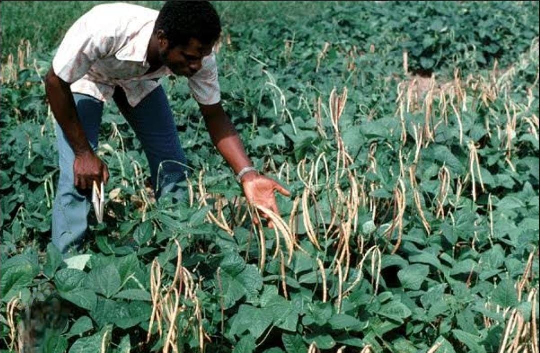 Community Initiative Revives Indigenous Food Systems in Teso