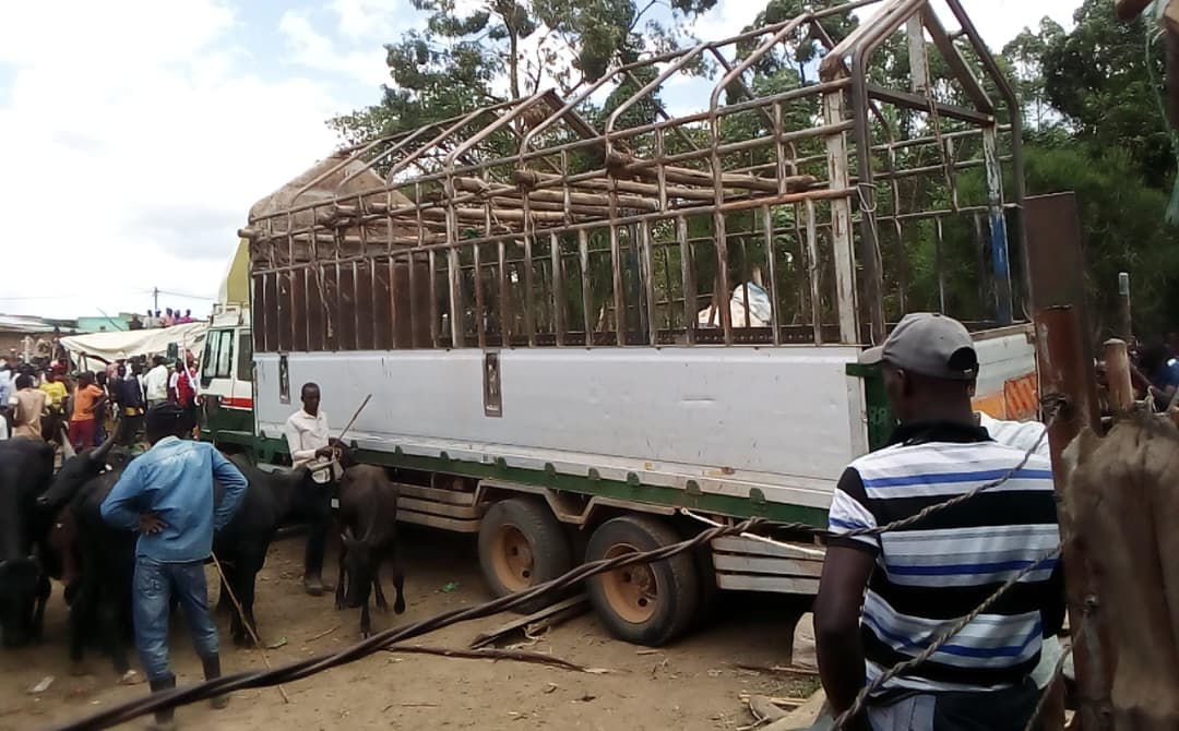 Three Killed in Truck Crash at Kyenshama Cattle Market in Mbarara