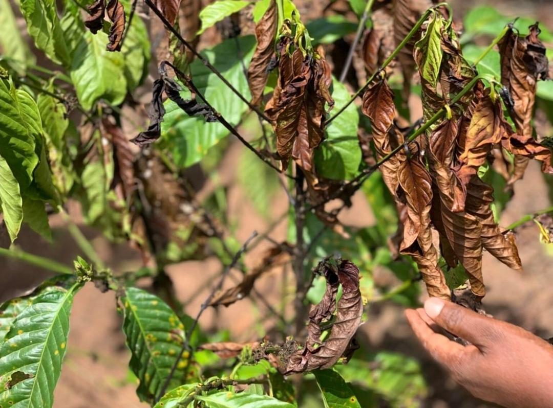 Masaka Coffee Farmers Hit Hard as Diseases Slash Yields by Up to 50%