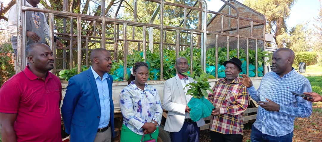 Ibanda Launches Distribution of 50,000 Coffee Seedlings to Boost Production