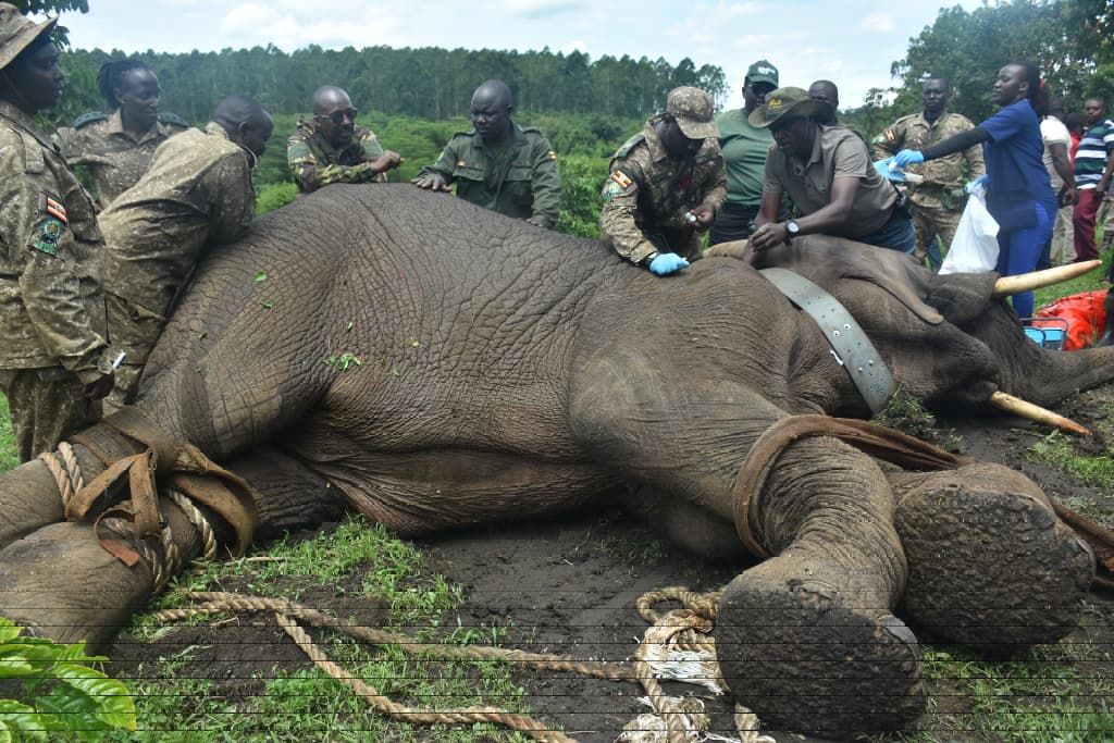 Stray Elephant Captured, Relocated to Kibale National Park After Months of Terror in Kamwenge
