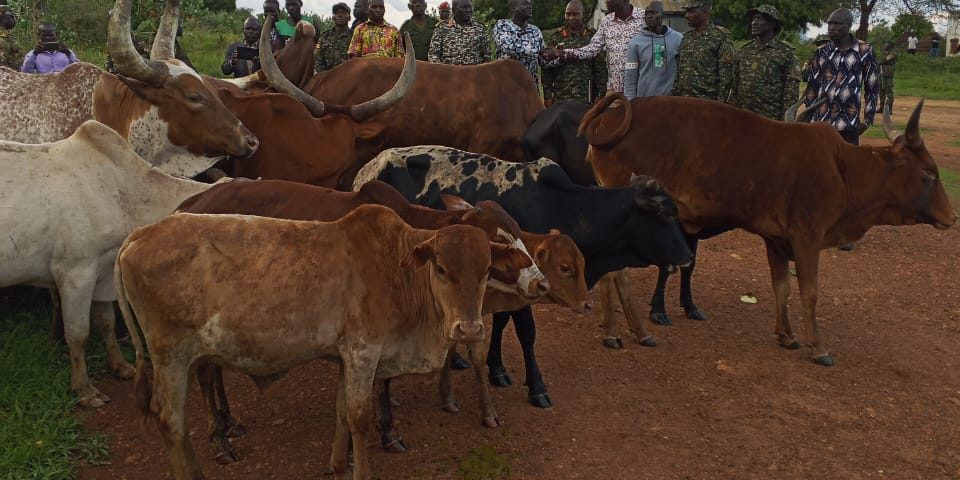 Ntungamo Extends Cattle Quarantine by Two Weeks Despite Significant Progress in FMD Control