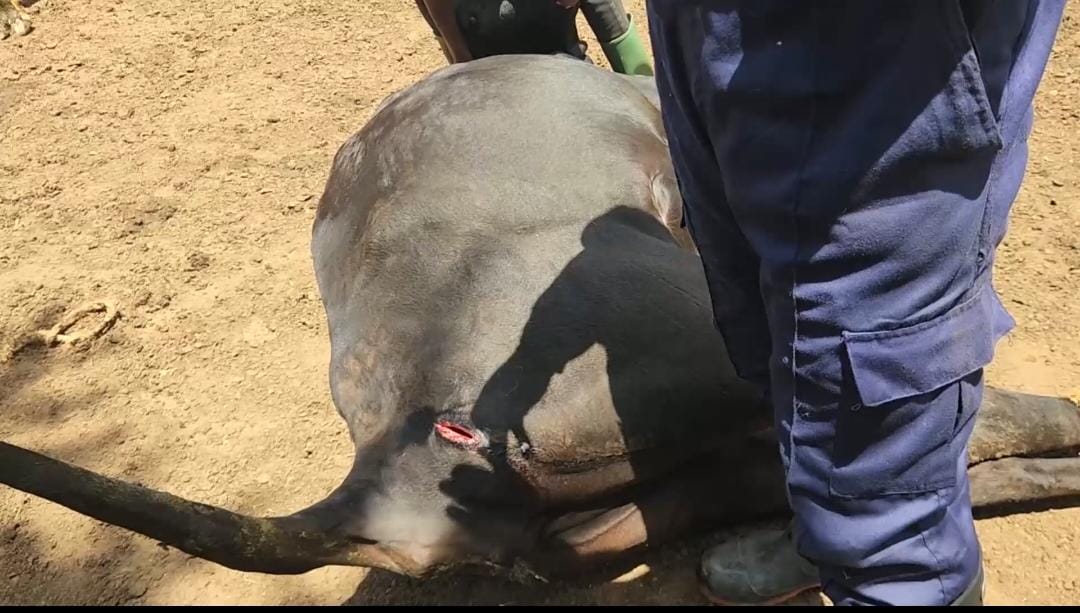 Night Attack Leaves Over 20 Cattle Maimed in Sembabule Land Dispute
