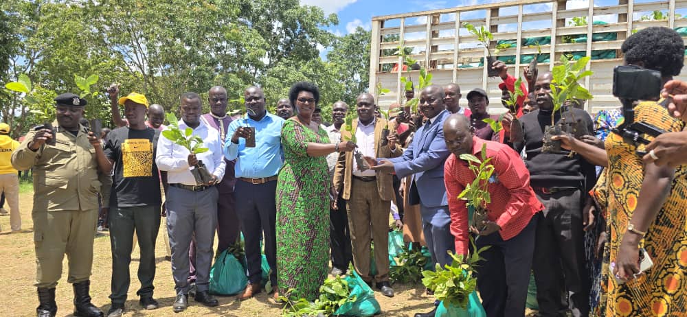 Serere Farmers Receive 50,000 Coffee Seedlings in Govt Drive to Boost Incomes
