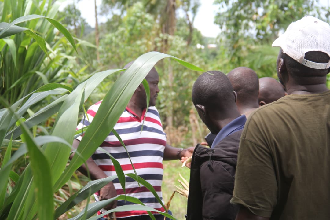 Gomba Farmers Urge Govt to Subsidise Guatemala Grass Seeds to Boost Milk Production, Prevent Livestock Deaths