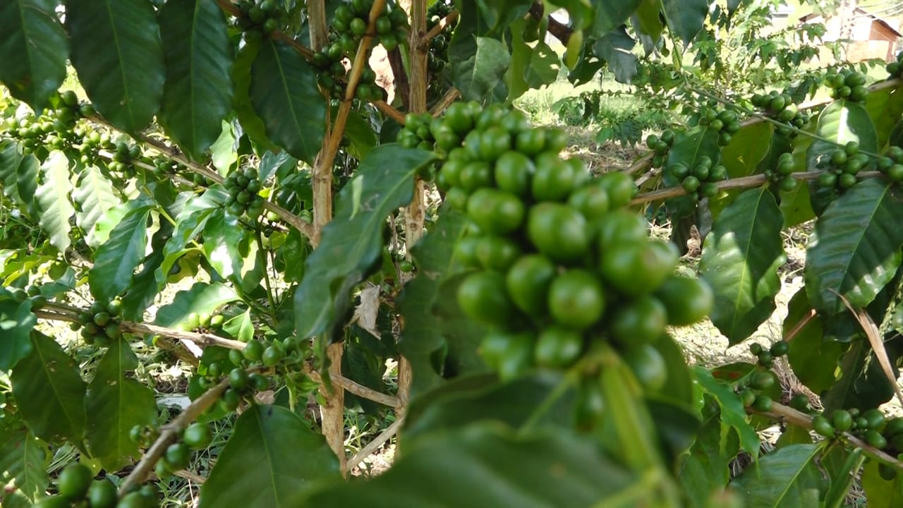 Schools Lead Coffee Revolution as Serere Embraces New Cash Crop
