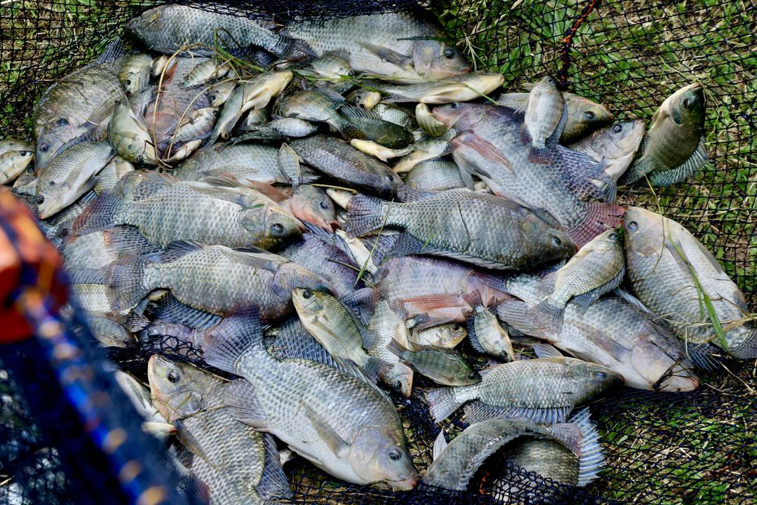 State House Launches First Fish Harvest Under Presidential Demo Farm Programme