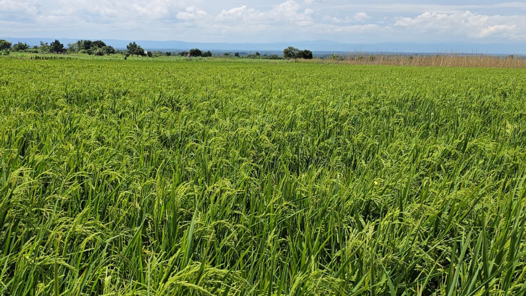 Rice Production Surges in Mubuku, But High Prices Persist
