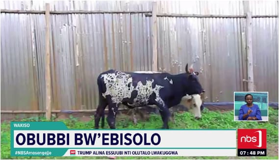 Police Overwhelmed by Unclaimed Stolen Livestock in Wakiso